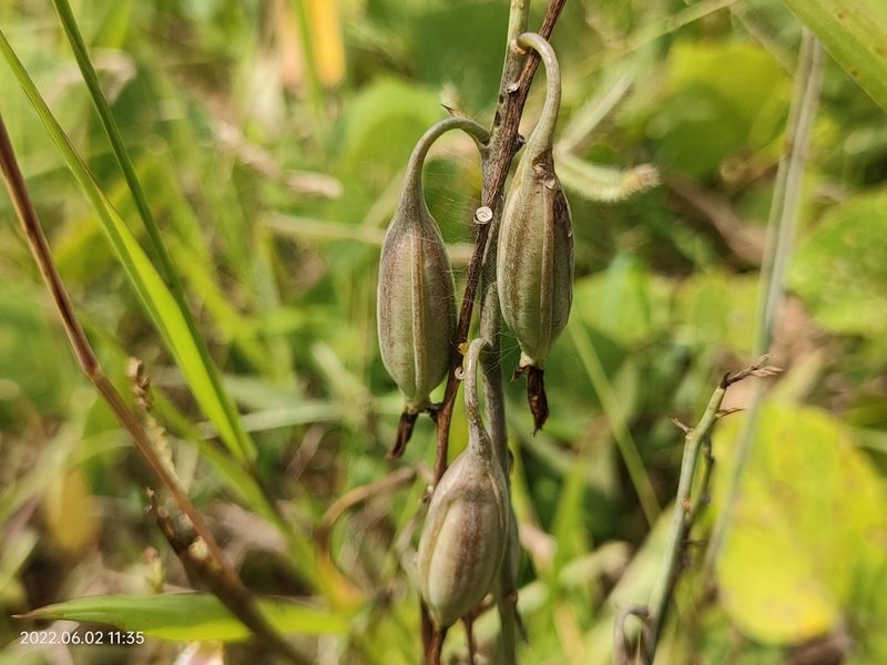 Eulophia graminea, photographed by Ong Jyh Seng