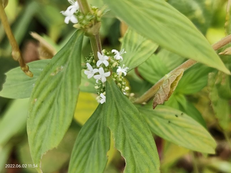 Spermacoce remota, photographed by Ong Jyh Seng