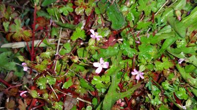 Geranium lucidum, photographed by user12