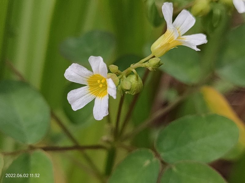 Oxalis barrelieri, photographed by Ong Jyh Seng
