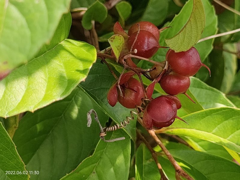 Tetracera indica, photographed by Ong Jyh Seng