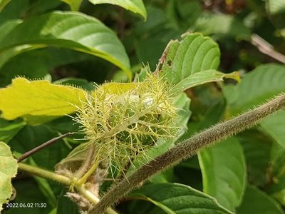 Passiflora foetida, photographed by Ong Jyh Seng
