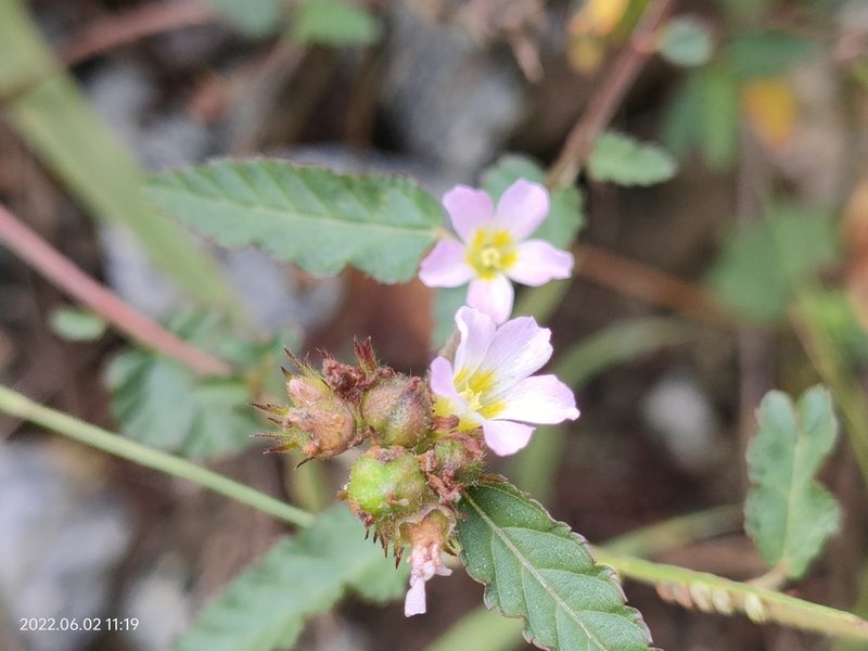 Melochia corchorifolia, photographed by Ong Jyh Seng