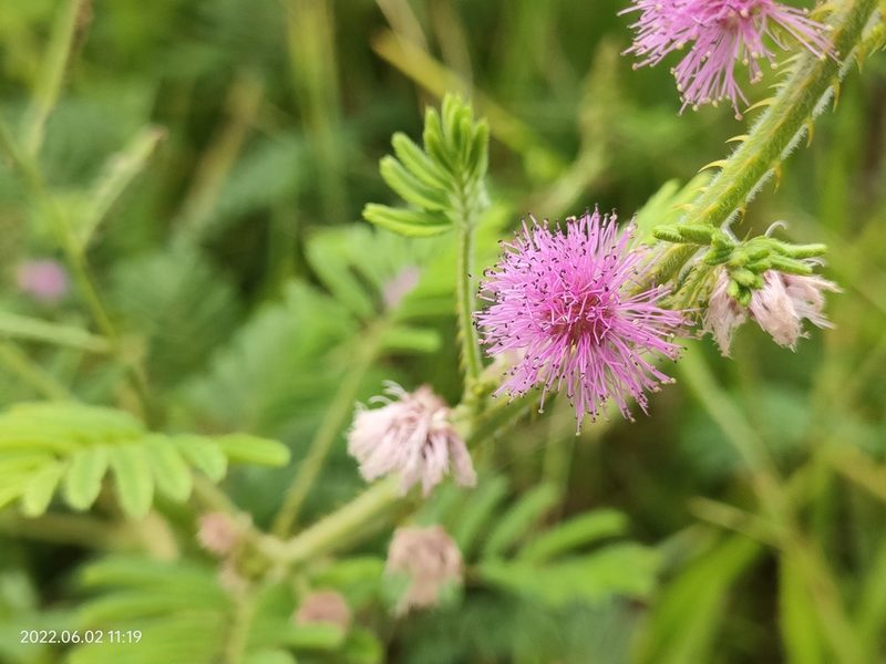 Mimosa diplotricha, photographed by Ong Jyh Seng