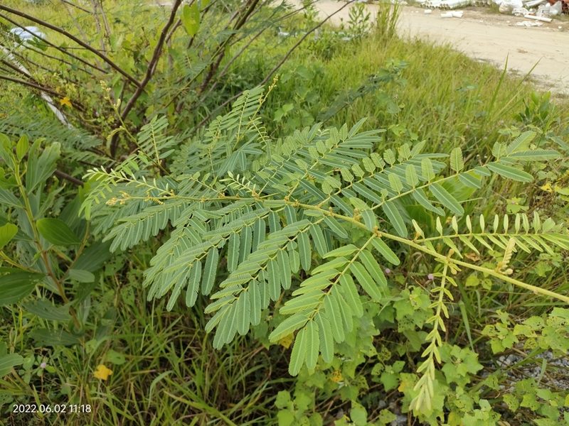 Mimosa pigra, photographed by Ong Jyh Seng