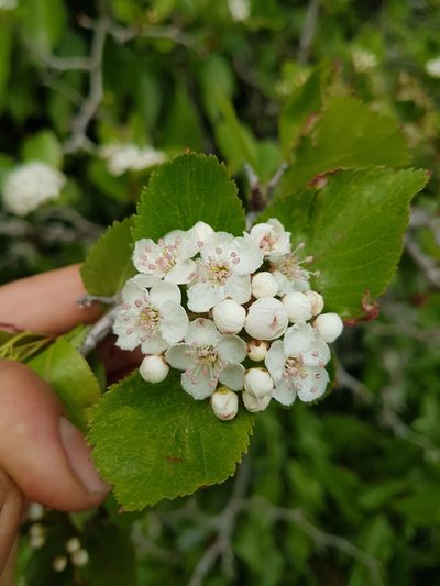 Crataegus gaylussacia, photographed by Chris Fluit