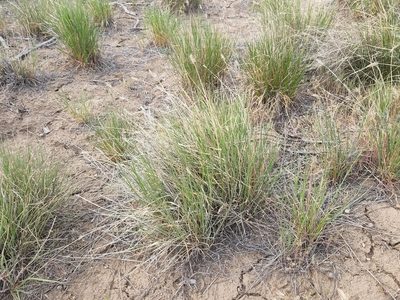 Agropyron cristatum, photographed by Casey H. Richart