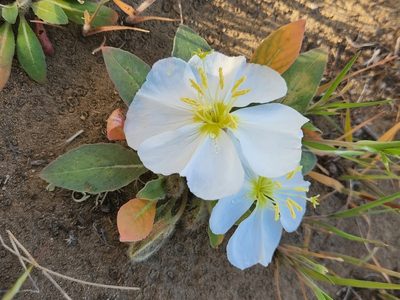 Oenothera cespitosa, photographed by Casey H. Richart