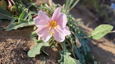 Oenothera cespitosa, photographed by Casey H. Richart