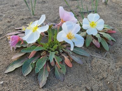 Oenothera cespitosa, photographed by Casey H. Richart