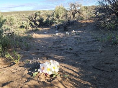 Oenothera cespitosa, photographed by Casey H. Richart