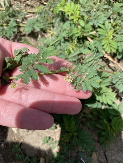 Desmanthus leptolobus, photographed by Bonnie Semmling