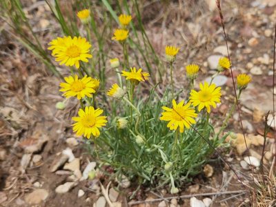 Erigeron linearis, photographed by Casey H. Richart