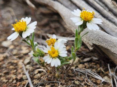 Layia glandulosa