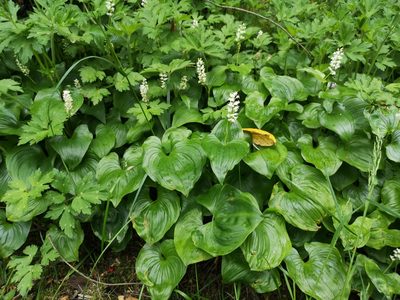 Maianthemum dilatatum, photographed by Jens-Christian Svenning
