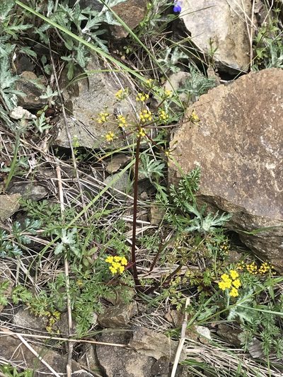 Lomatium hallii, photographed by Aaron Liston