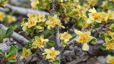 Purshia tridentata, photographed by Casey H. Richart