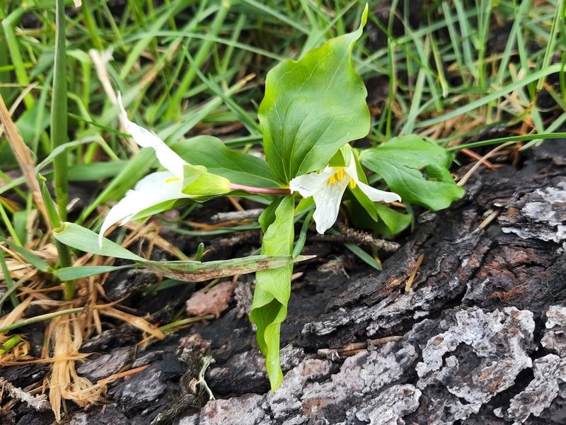 Trillium ovatum, photographed by Casey H. Richart