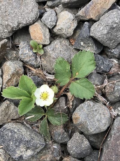 Fragaria cascadensis, photographed by Aaron Liston