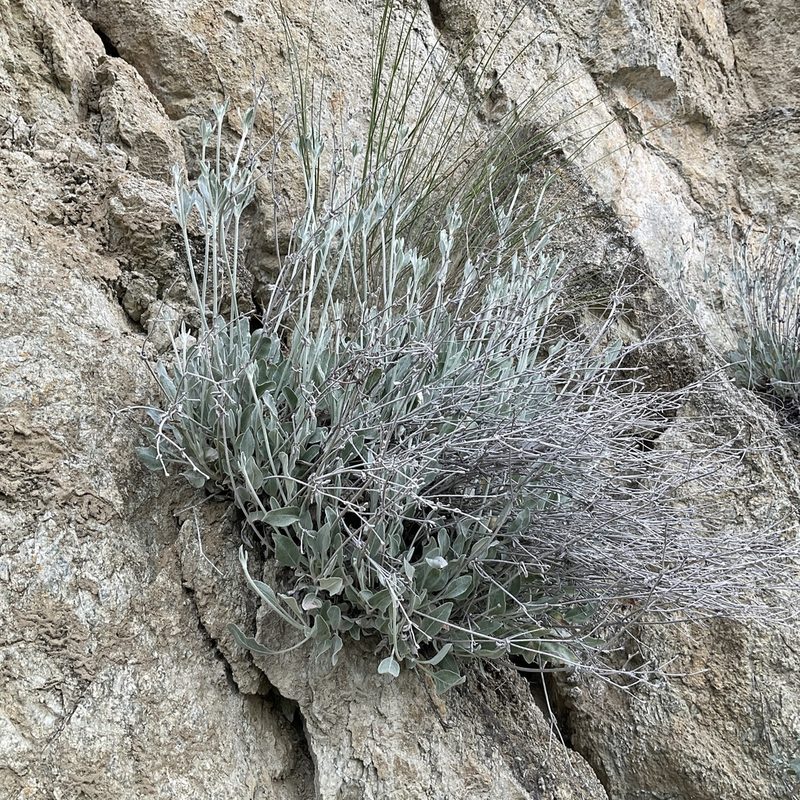 Eriogonum niveum, photographed by Daryl Nolan