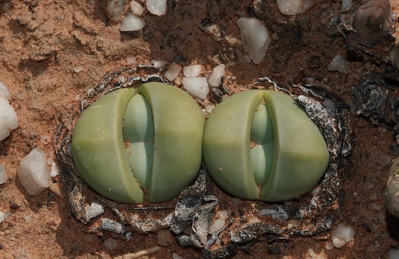 Argyroderma delaetii, photographed by desertnaturalist
