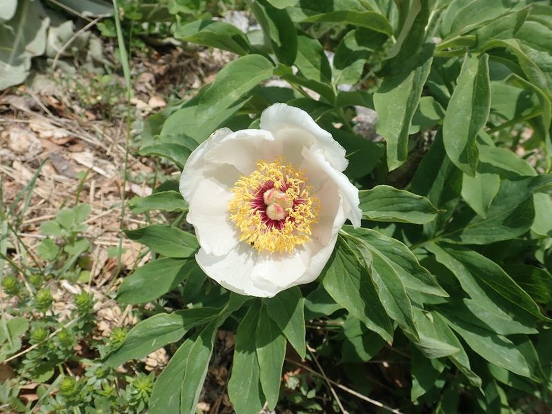 Paeonia arietina, photographed by John Kenrick Gibson