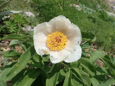 Paeonia arietina, photographed by John Kenrick Gibson