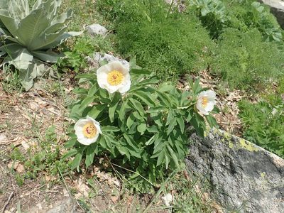 Paeonia arietina, photographed by John Kenrick Gibson