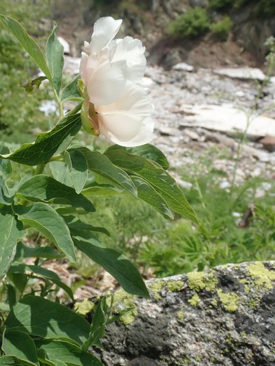 Paeonia arietina, photographed by John Kenrick Gibson
