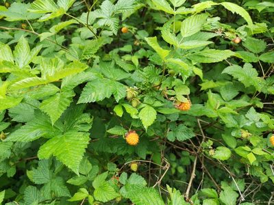 Rubus spectabilis, photographed by Jens-Christian Svenning