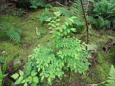 Vaccinium parvifolium, photographed by Jens-Christian Svenning