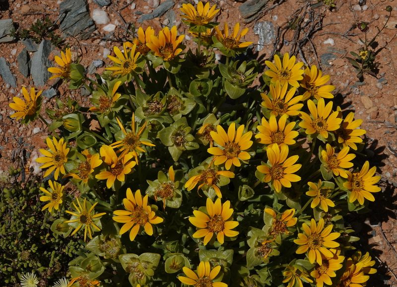 Didelta carnosa, photographed by desertnaturalist