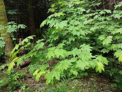 Acer circinatum, photographed by Jens-Christian Svenning