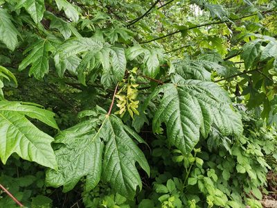 Acer macrophyllum, photographed by Jens-Christian Svenning