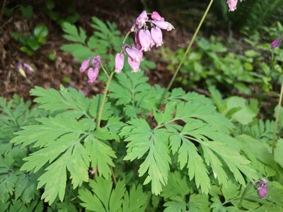 Dicentra formosa, photographed by Jens-Christian Svenning