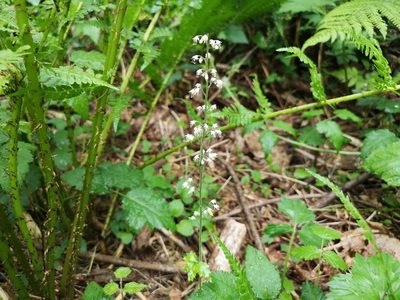 Tiarella trifoliata, photographed by Jens-Christian Svenning