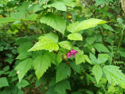Rubus spectabilis, photographed by Jens-Christian Svenning