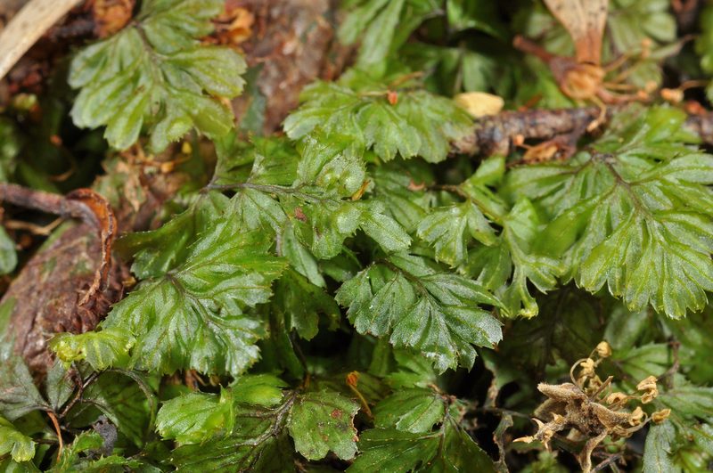 Hymenophyllum revolutum, photographed by Pieter Pelser