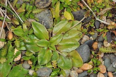Plantago raoulii, photographed by Pieter Pelser