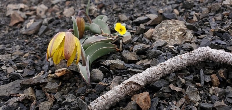 Fritillaria glauca, photographed by Asher Budnik