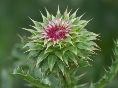 Carduus nutans, photographed by Robert Webster