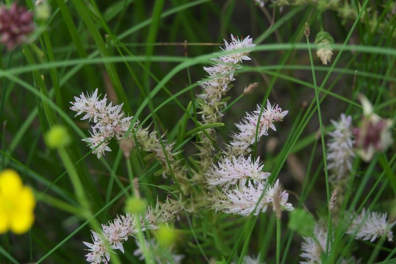 Sedum pulchellum, photographed by Robert Webster