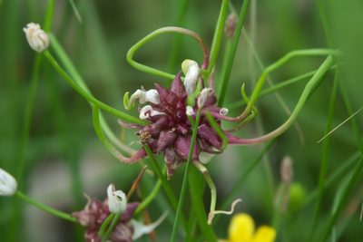 Allium canadense, photographed by Robert Webster