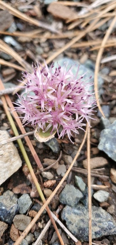 Allium hoffmanii, photographed by Asher Budnik