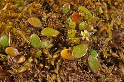 Azorella cockaynei, photographed by Pieter Pelser