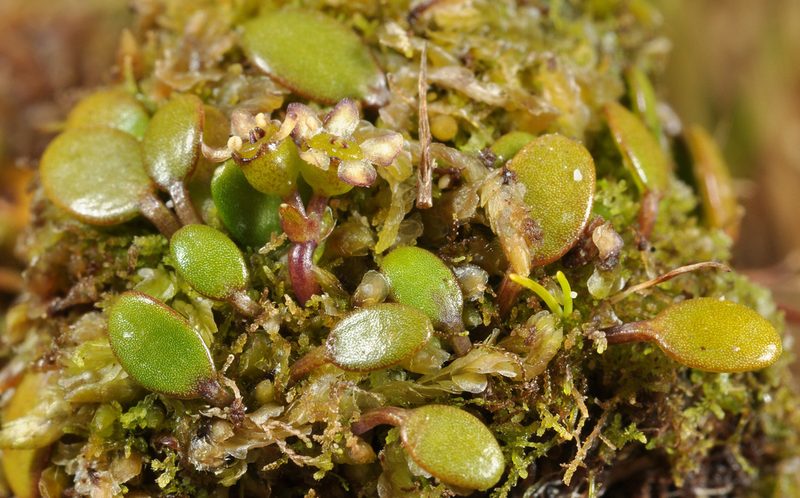 Azorella cockaynei, photographed by Pieter Pelser