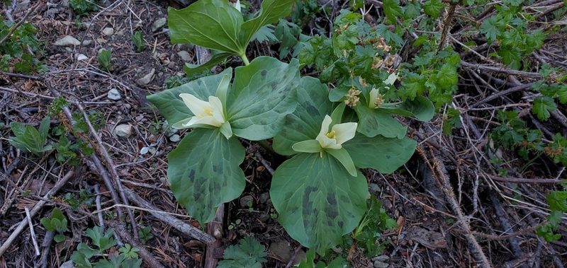 Trillium albidum, photographed by Asher Budnik