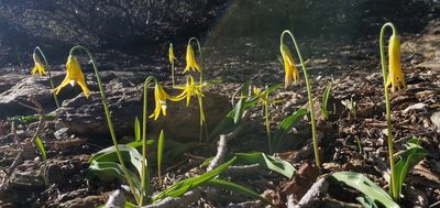 Erythronium grandiflorum, photographed by Asher Budnik