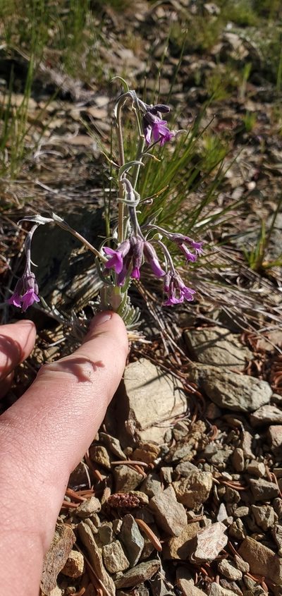 Boechera subpinnatifida, photographed by Asher Budnik