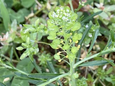 Lepidium virginicum, photographed by Emily Summerbell